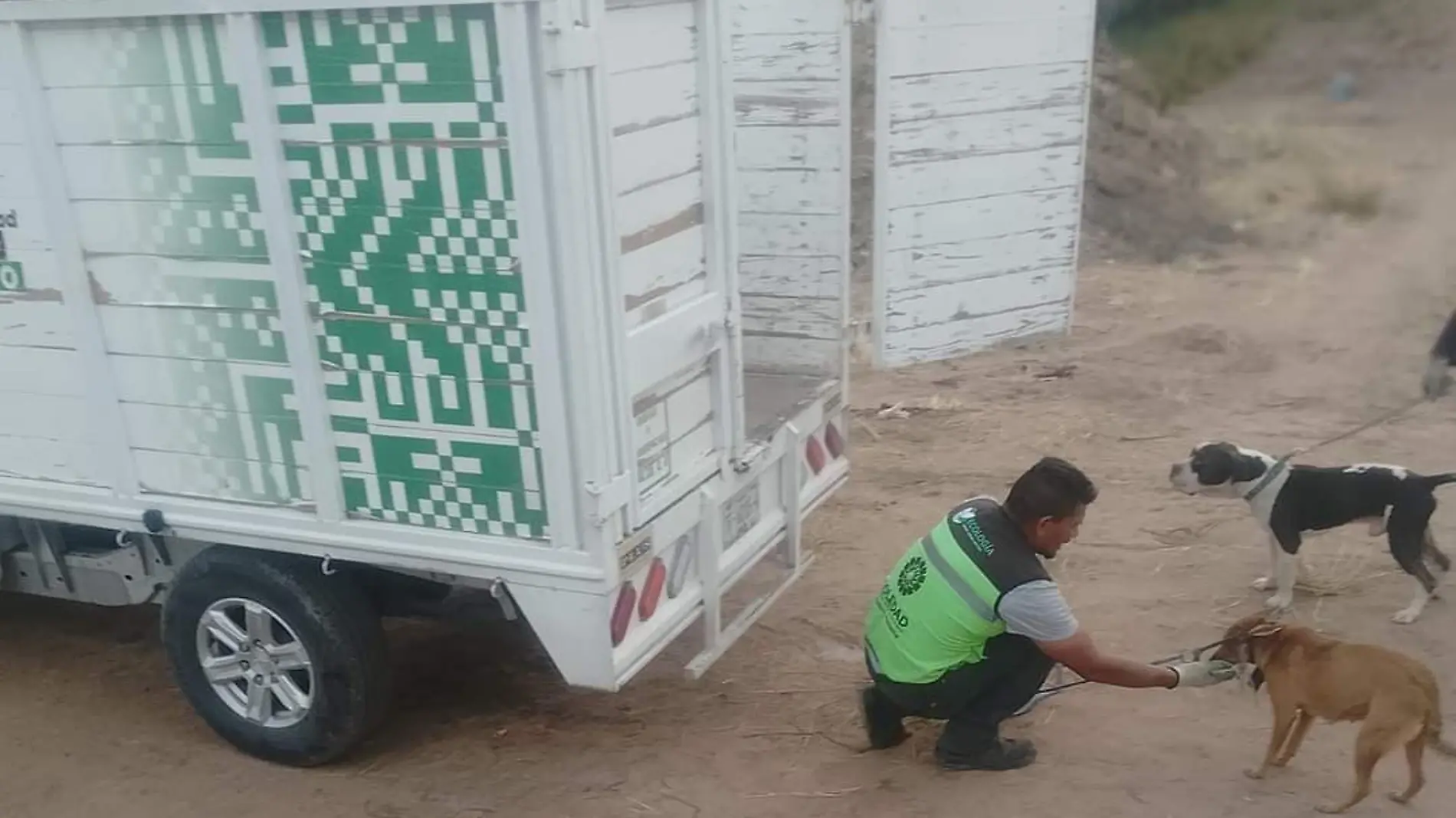 rescate de perritos en Soledad (1)